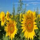 COMMUNAUTE DE COMMUNES SAUSSERON IMPRESSIONNISTES